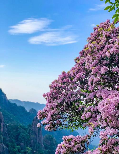 江西三清山南清园杜鹃花海观景图