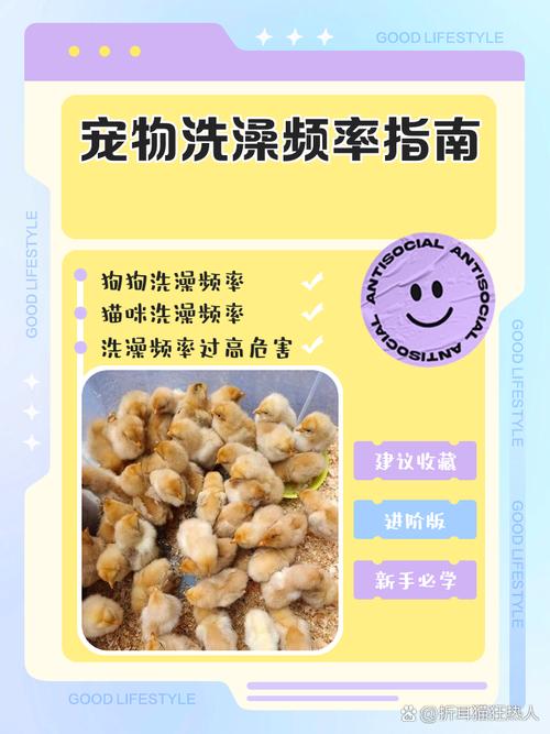 常见家庭宠物洗澡频率参考表