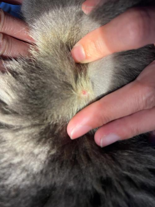 猫咪后颈过敏性红疹实拍