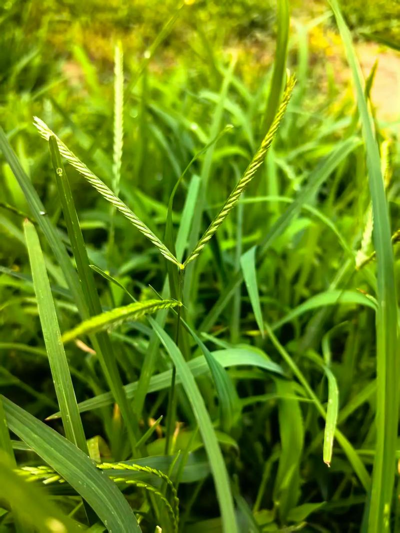 城市柏油路面裂缝中顽强生长的牛筋草