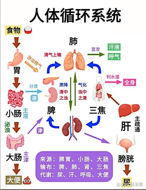 人体肝脏肾脏代谢废物原理图