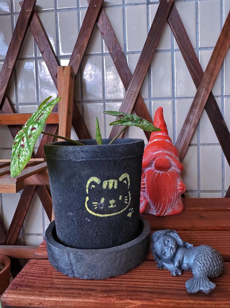 不同材质花盆搭配小型绿植的实景对比，红陶盆、水泥盆
