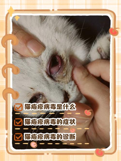 猫疱疹病毒临床检测采样图