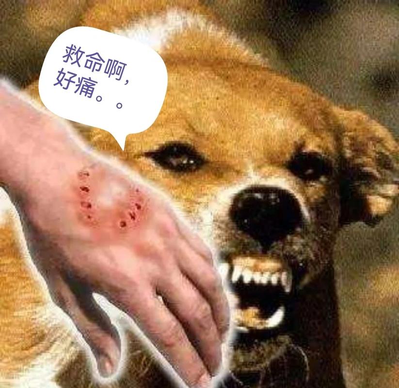 错误逗狗引发狗狗咬人场景示例图