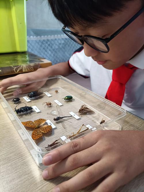 小学生用放大镜观察树叶上的昆虫