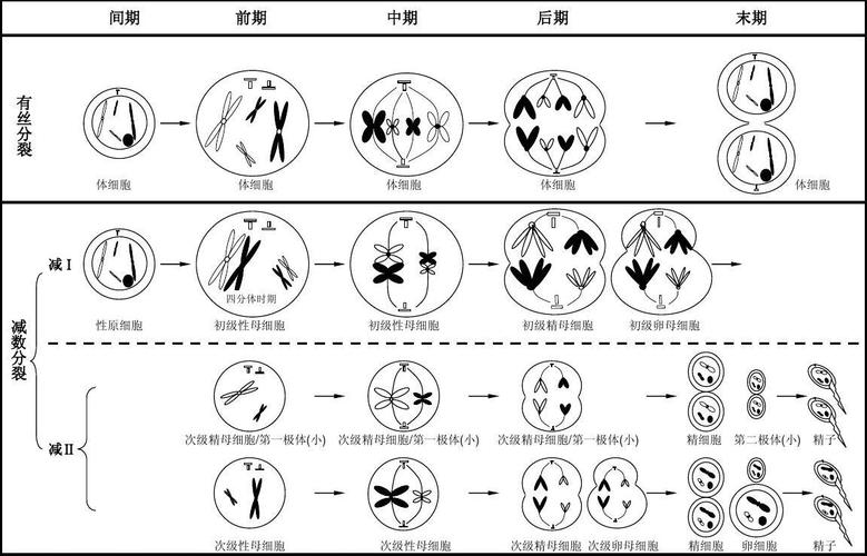 有丝分裂与减数分裂图像核心特征对比手绘示意图