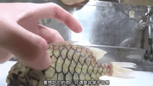 供应链透明度的硬核考察:你吃的鱼从哪来?