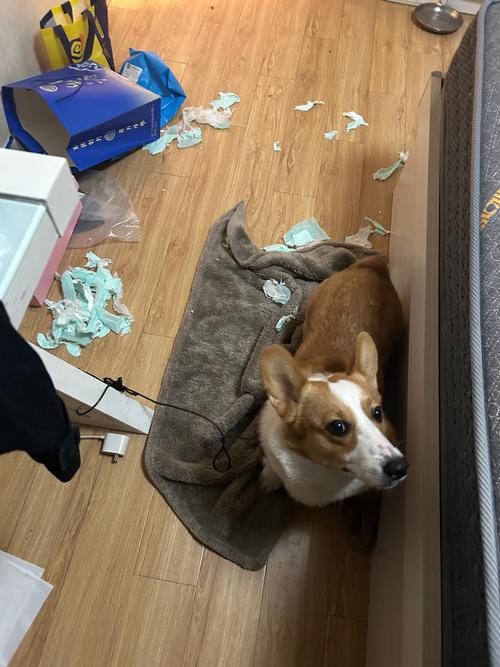 狗狗趴在被啃碎的抽纸盒旁边的居家实拍图