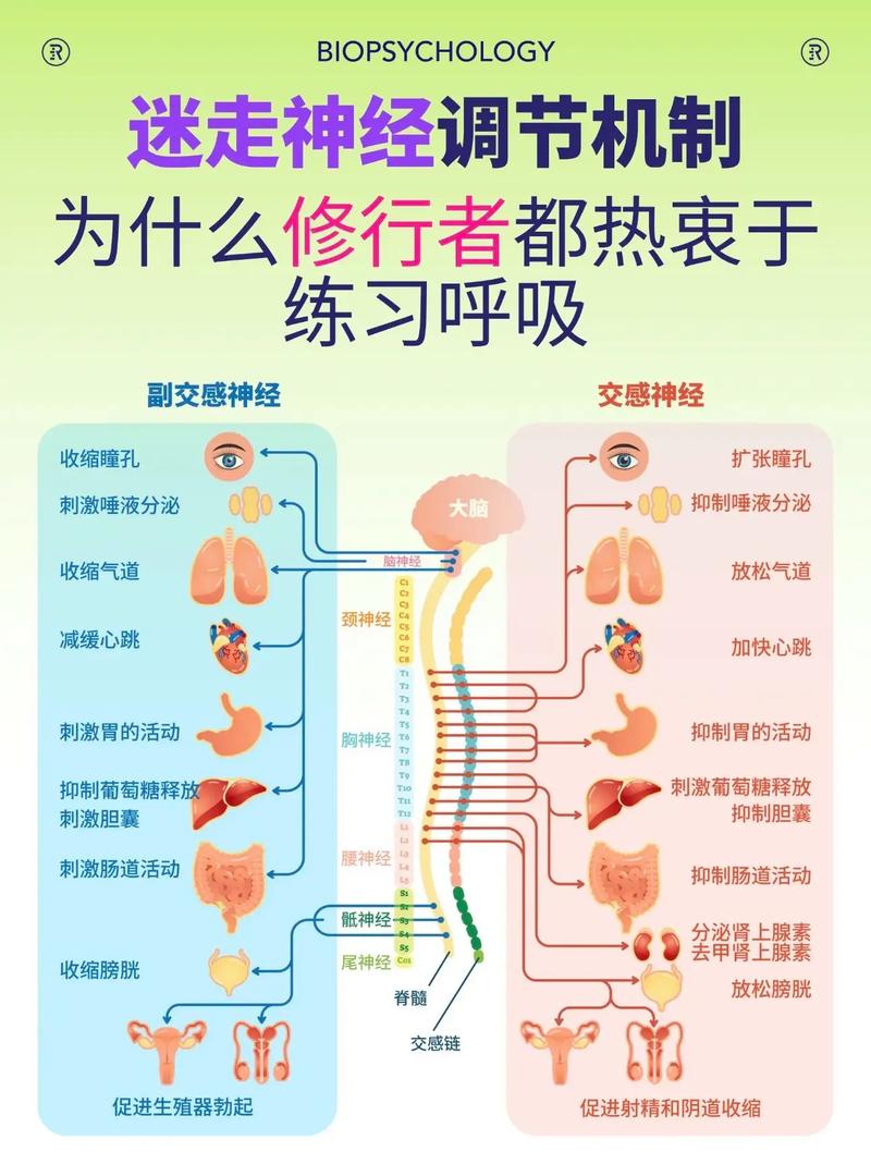 冷水刺激迷走神经缓解情绪示意图