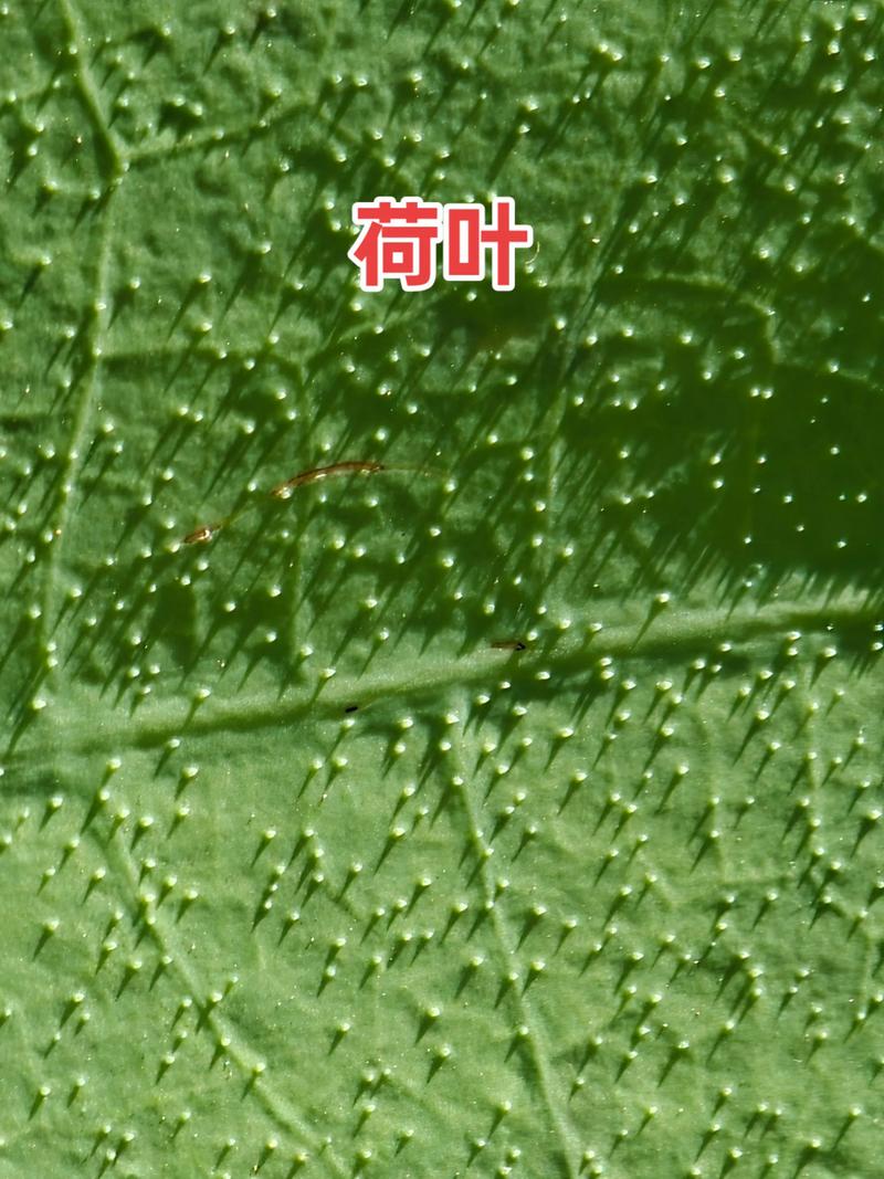 荷叶表面微观结构自清洁效应示意图