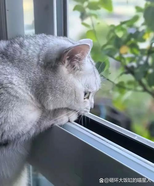 猫咪窗台盯守领地实拍