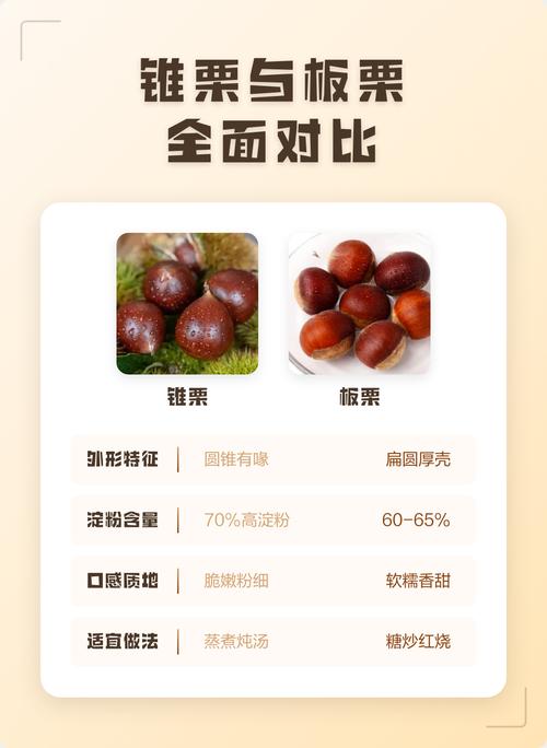 锥栗与板栗品种对比摆拍