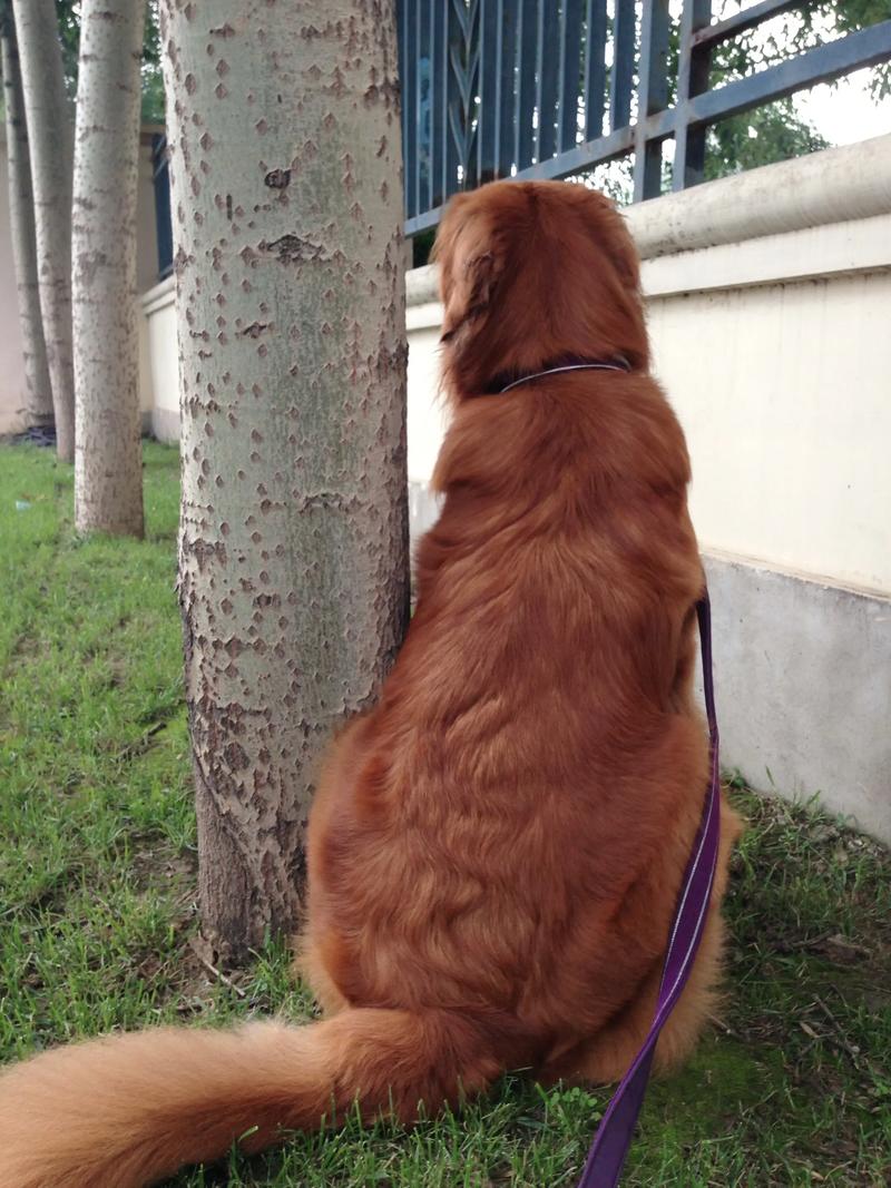 工厂车间里金毛犬戴着安全小背心