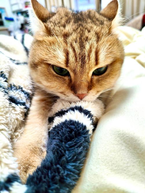橘猫踩奶特写近景萌宠日常