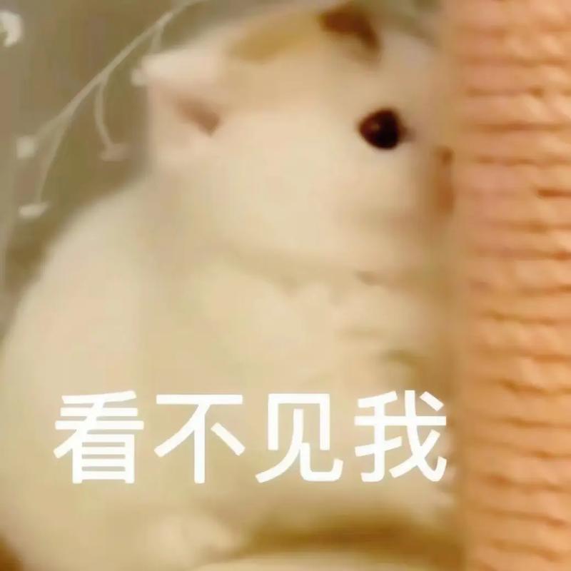 钻箱子：看不见我，看不见我