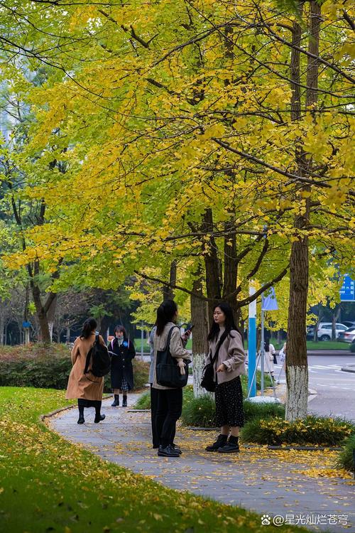 秋日校园银杏道学生捡银杏叶休闲场景