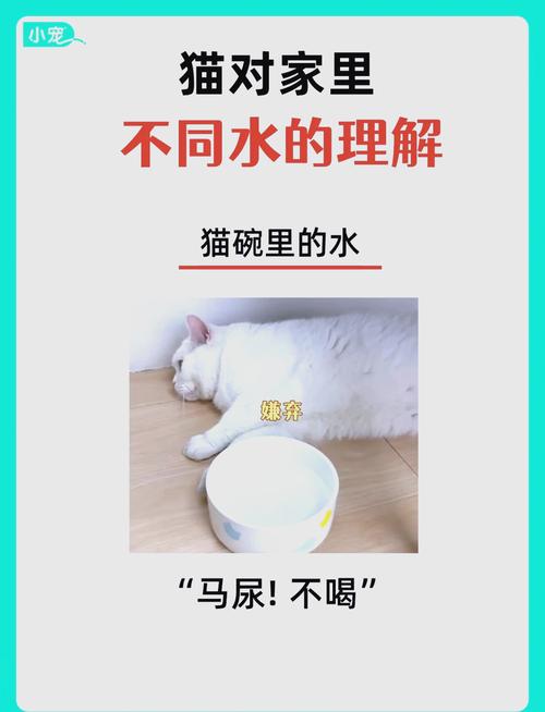老年猫日常喝水观察记录