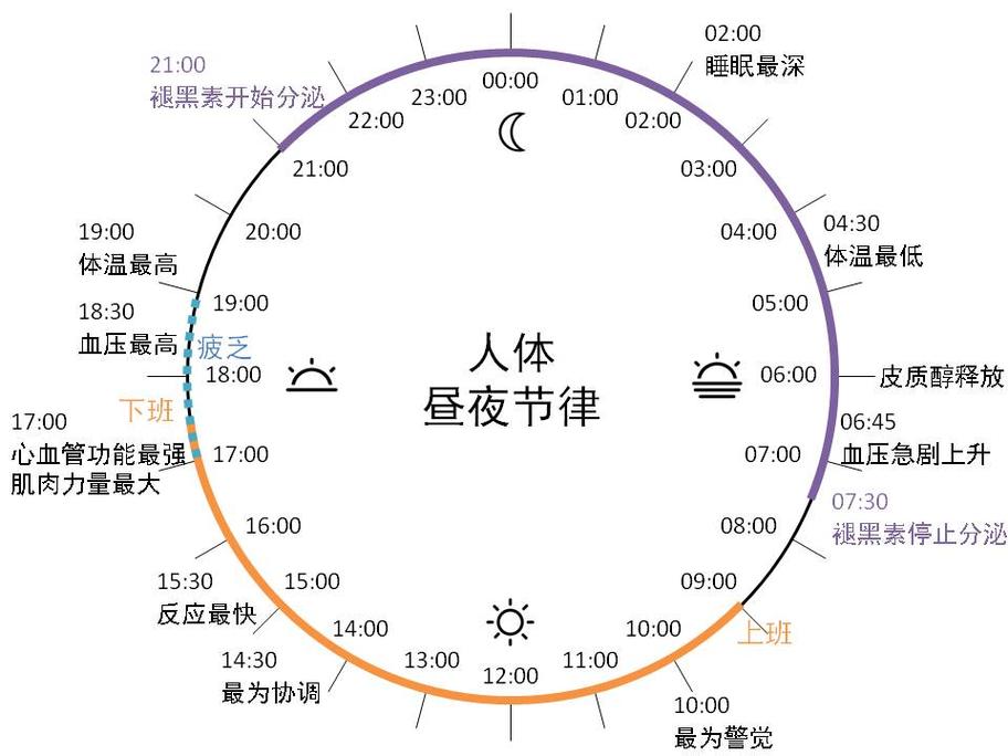 人体生物钟昼夜节律示意图