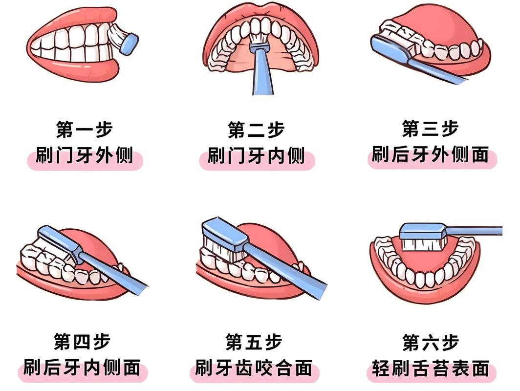 巴氏刷牙法牙龈位置刷牙姿势示意图