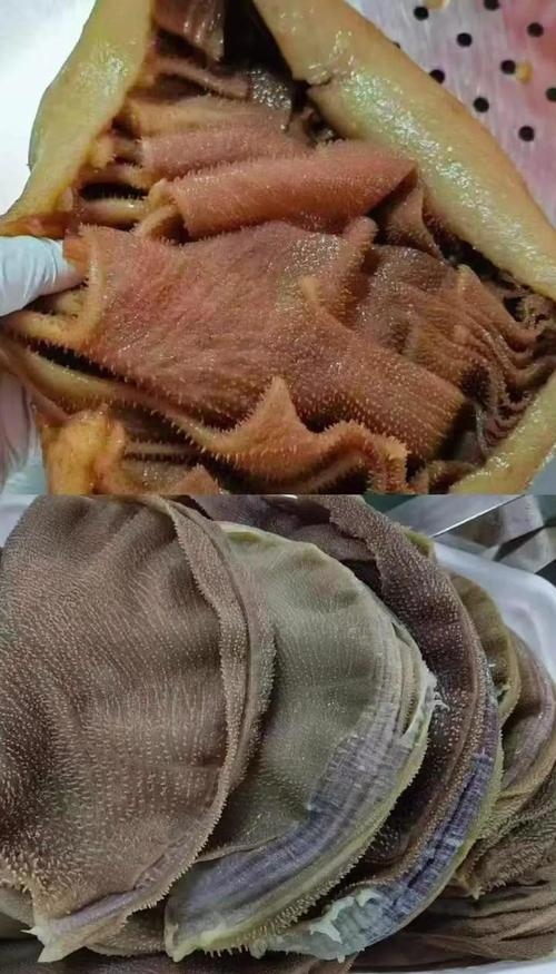 别被网红店骗了!选毛肚看这几点