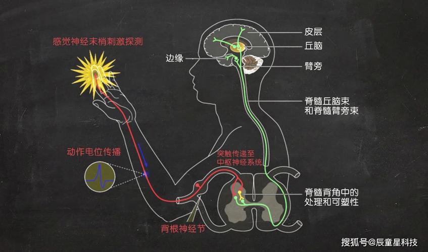 新生儿触觉神经传导路径示意图