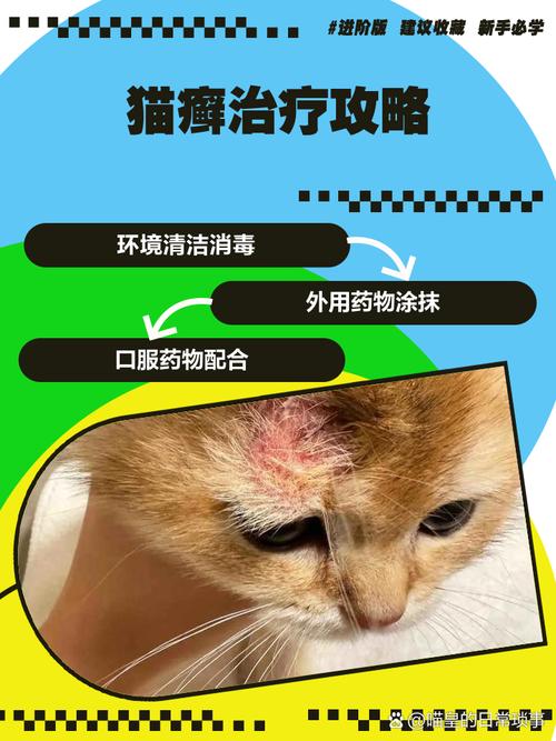 宠物主人给猫喷药治猫藓场景