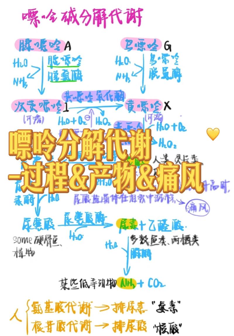 不同地域人群嘌呤代谢能力差异研究示意图