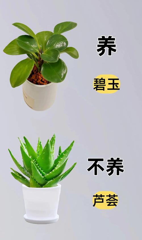 选植物基乳液避坑,记住这三点不踩雷