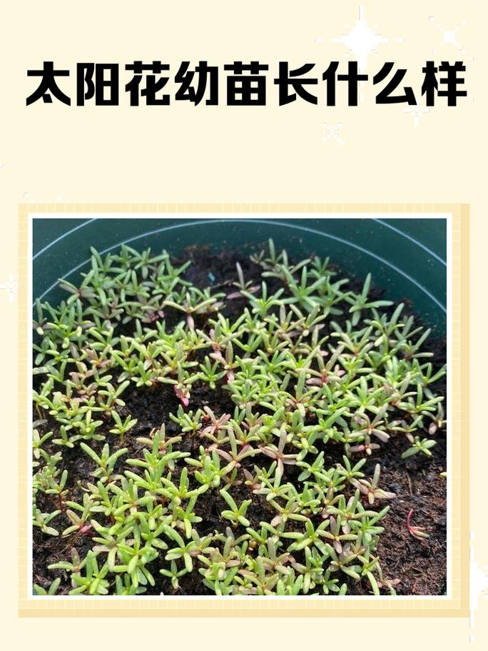 太阳花苗期地下根系生长与地上部分生长对比示意图