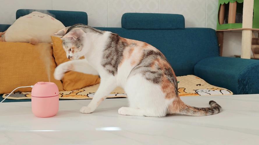 猫咪凑在加湿器旁边伸爪子碰水雾的日常实拍