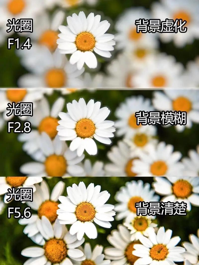手机摄影背景虚化效果对比图