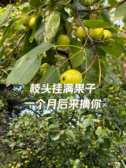 摘完果别着急往回赶，顺道的风景值回油钱