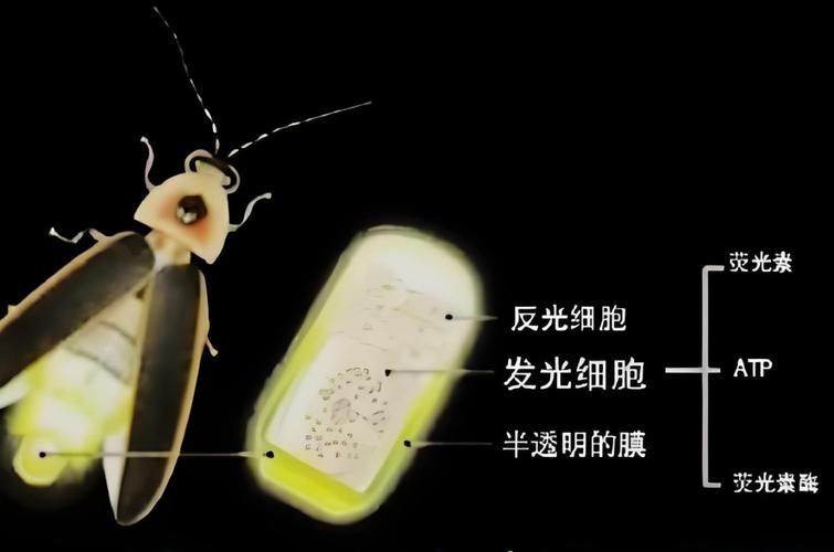 萤火虫发光器官显微照片
