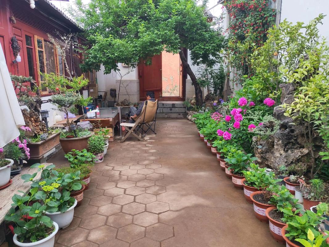 云南沙溪古镇民宿院子栀子花开场景