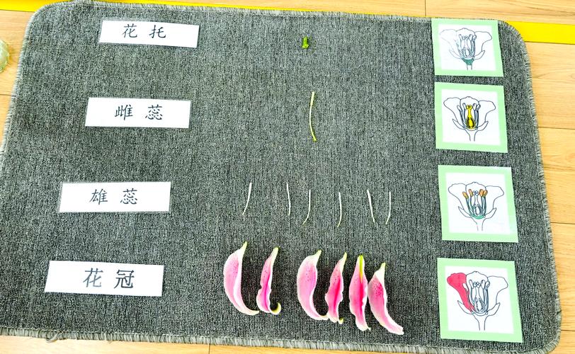 中学生物课堂分组观察百合花雄蕊实验场景