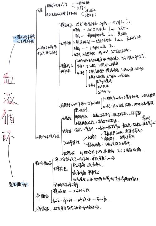 医学考研手写思维导图生理循环系统