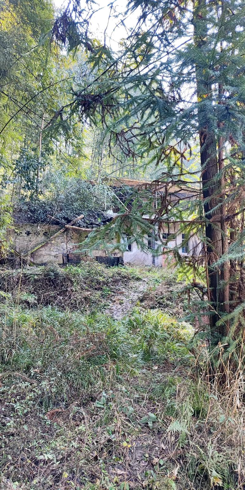 荒村绿植废弃房屋