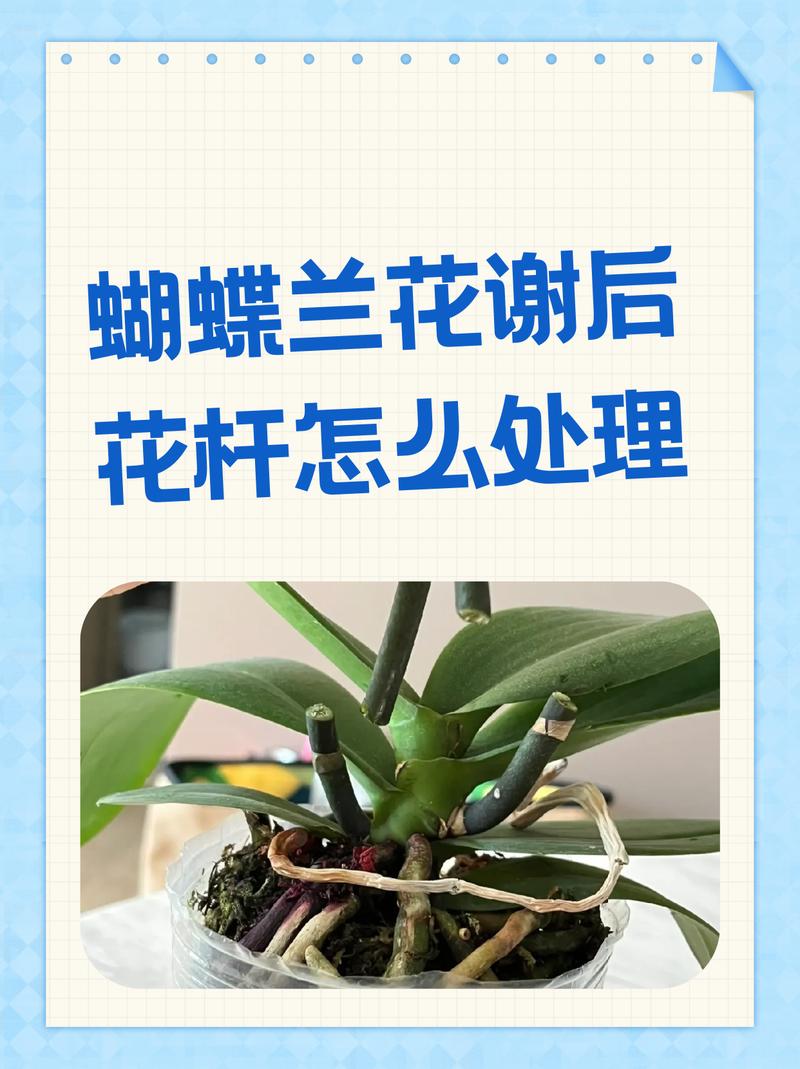 养护和应急:婚前一天花谢了怎么办?