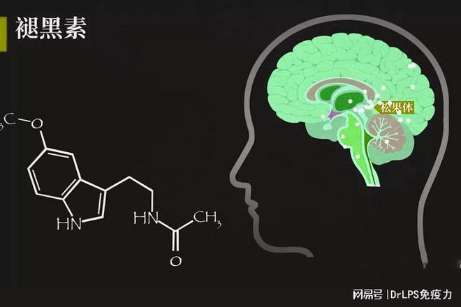 人体松果体分泌褪黑素示意图
