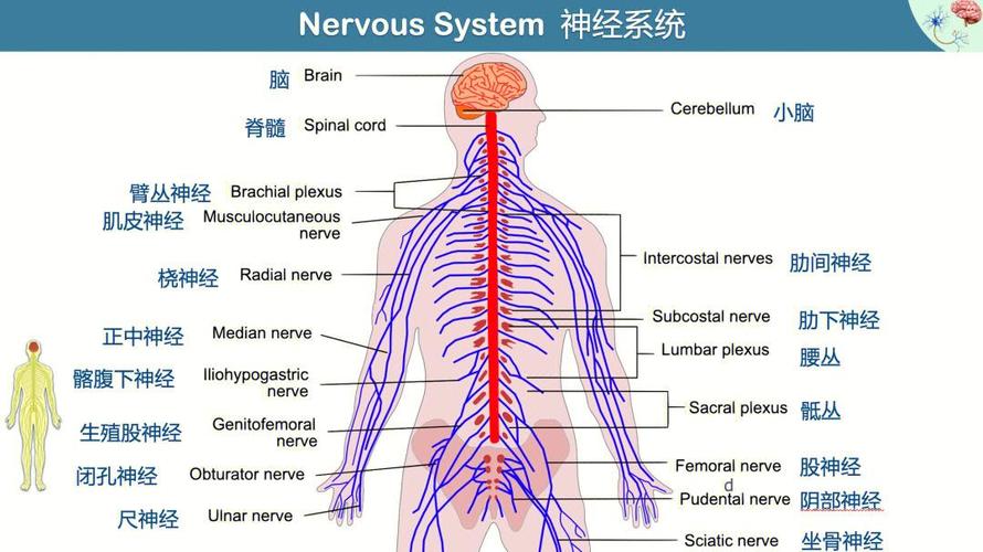 大脑中英语图式神经通路连接示意图