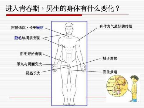 男性生殖系统青春期发育对比图