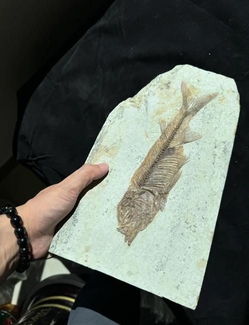 远古鱼类化石特写 博物馆展品