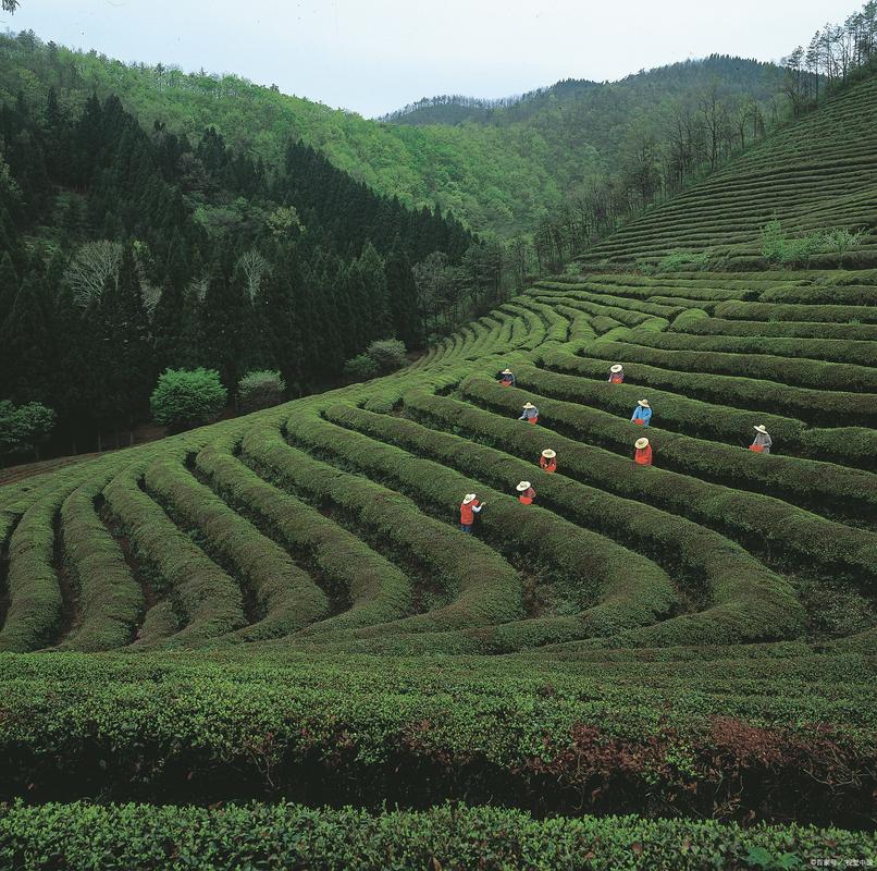 南漳黄垭村山坡茶园春日风光