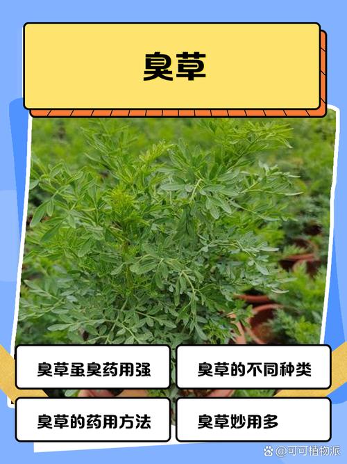 为什么草本植物能和异味较劲?