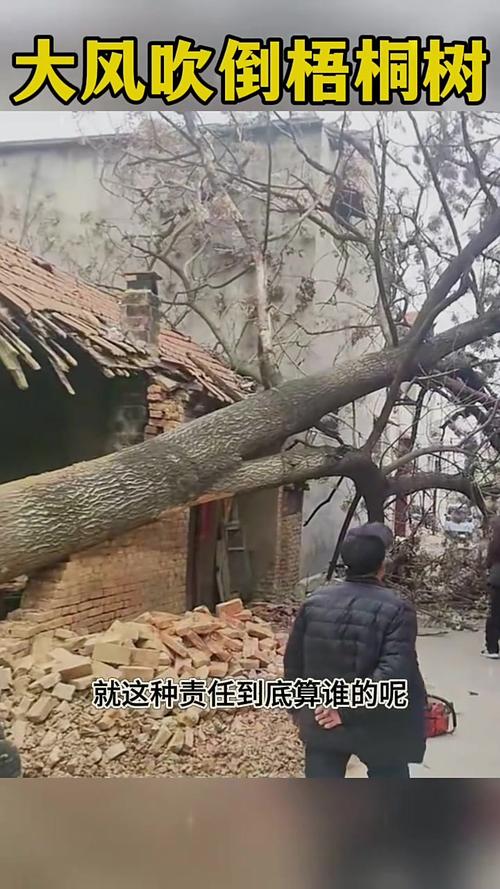 中小学校园门口歪倒的老梧桐树实拍