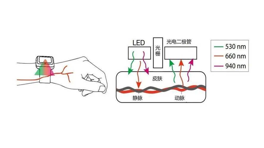 可穿戴设备PPG绿光传感器工作原理示意图