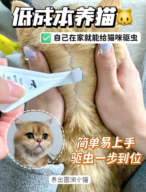 幼猫第一次体内驱虫喂药操作图