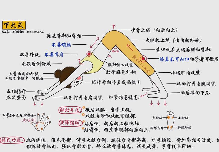 瑜伽练习中下犬式正位手臂背部线条