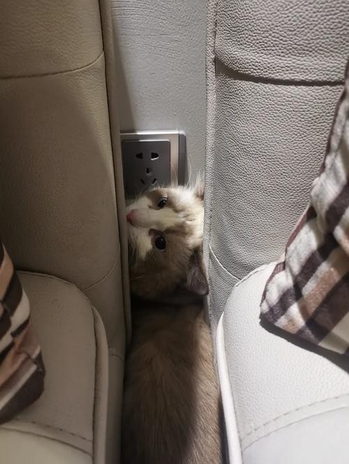 新入户猫咪躲沙发底实景