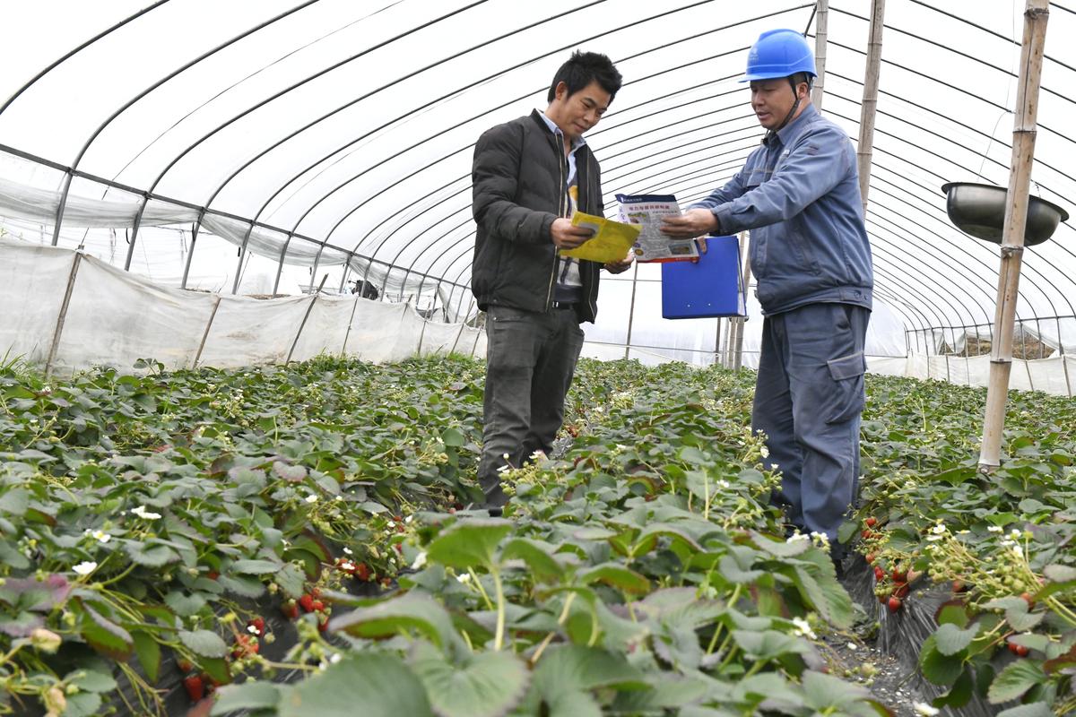 草莓种植户在大棚边和土壤修复工程人员沟通
